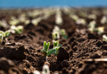 Sortenratgeber Sojabohne 2024: Jedem Acker seine Bohne