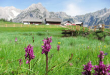 Förderung für Naturschutz auf der Alm