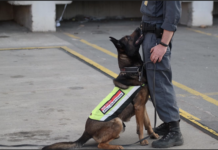 Österreichs Zoll beschlagnahmte 2,5 Tonnen illegale Fleischeinfuhren