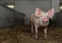 Bei der Tierhaltung fahren die Bauern im Retourgang
