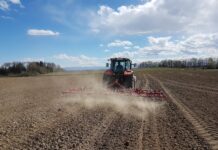 Mais verliert, Soja und Zuckerrüben im Plus