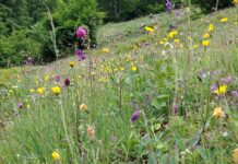 Maienfelder Erklärung: Experten gegen den Wolf