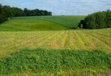 Mais-Herbizide: Gute und schlechte Nachrichten
