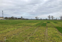 Massive Gelbverzwergung in Wintergerste