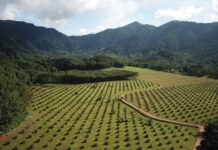 So viel Palmöl wie nie