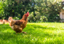 Wer war eigentlich zuerst da – die Henne oder das Ei?