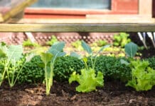 Ein Hochbeet für die Streber unter den Gemüsesorten