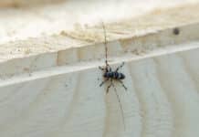 Trilog einigt sich auf „Taskforce Pflanzenschutz“