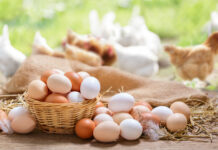 Hühner müssen fleißig sein: Große Nachfrage nach Eiern