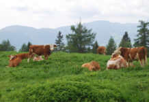 Nicht nur der Wolf beunruhigt
