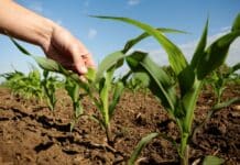 Capreno® Plus – sichere Wirkung und sicherer Ertrag