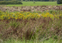 Änderungen bei GAP: Bald keine Stilllegungspflicht mehr