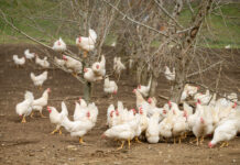 Glückliche Hühner für frohe „Eiertage“