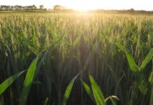 Widerstandsfähiger Anbau im Klimawandel: Kwizda Vital Essenz macht’s möglich