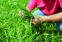 Grünlandmischungen für Profis