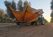 Olivenernte beim Weltmarktführer