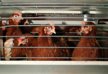 Ende der Käfighaltung, nun wird geklagt