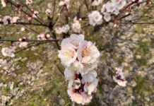 Hagelversicherung warnt: Akute Frostgefahr nach wärmstem Februar