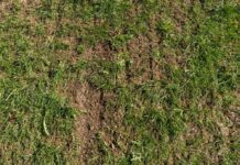 Jetzt ist die Zeit für den “Grasnarben-Check”