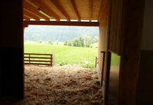 In der Bio-Schafhaltung sind neue Regelungen zu beachten
