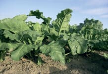 Entdecken Sie WUXAL Boron Plus: Optimale Nährstoffversorgung für Ihre Felder