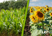 Düngung der Sommerungen Sommergerste, Hafer, Kartoffel und Zuckerrübe
