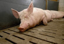 Vollspalten: So geht es nach dem VfGH-Urteil weiter