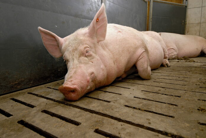 Sauen Kleingruppe 10 ID44774