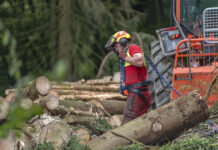 Der Tiroler Wald im Wandel