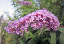 Invasive Arten: Neophyten vorbeugen