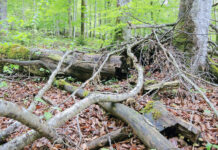 Aus dem Tiroler Landtag: Tothölzer werden zu Zündhölzern