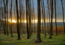 Mehr als umstritten: EU-Verordnung über entwaldungsfreie Lieferketten