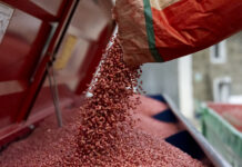 „Ohne Saatgut bleiben die Teller leer“