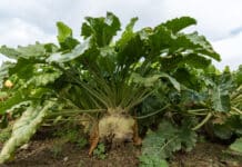 Die Königin der Ackerfrüchte hat derzeit ihre Krone wieder auf