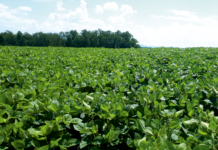 Probstdorfers ANNABELLA passt immer und überall!