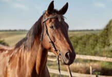 Pferdetransport: Optimale Ausstattung für Sicherheit & Komfort