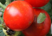 Grüne Reiswanze jetzt unter Beobachtung halten