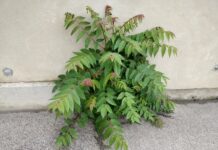 Der invasive Götterbaum hat jetzt einen Gegenspieler