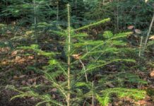 Forsttagung 2024 mit vielfältigem Praxisbezug