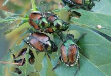 Japankäfer fressen sich durch Europa