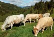 Genomische Selektion auch für seltene Rassen