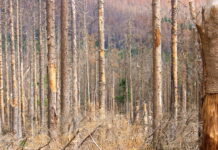 Wenn die Fichte mal verschwunden ist