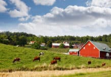 Welche Sorgen die Landwirte in Schweden haben