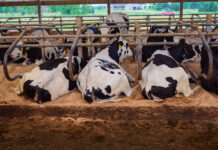 Vogelgrippe grassiert in US-Rinderherden