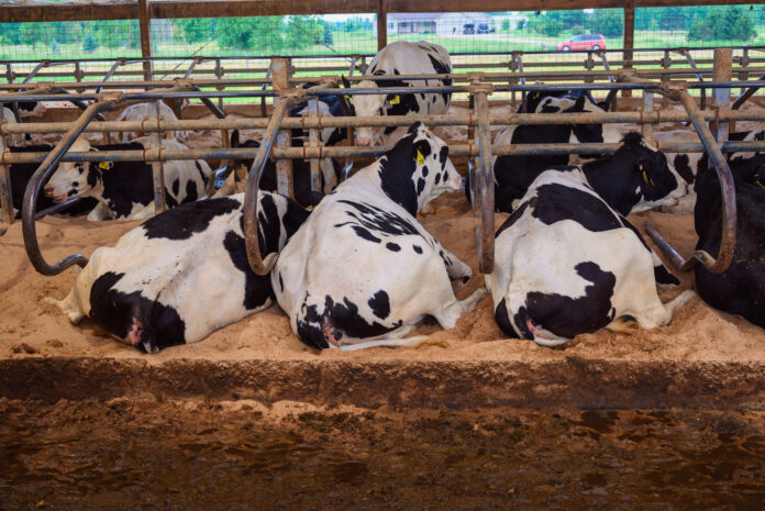 Milchvieh in den USA