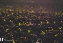 Mais mit schnell wirksamen Nährstoffen versorgen