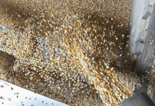 Wachstumsmarkt Geflügelmischfutter