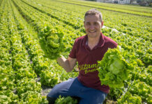 Aristokrat unter den Salaten