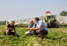 Gurkerl-Dilemma: Hohe Kosten und Regulierungen belasten Gemüsebauern