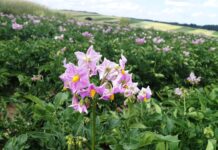 Das neue Zorvec Entecta gegen Phytophthora in Kartoffel